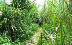 Cô giáo mầm non bị đánh bất tỉnh, nằm cả đêm trong vườn mía