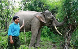 Mắc võng canh voi