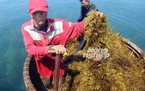 Hốt tiền triệu mỗi ngày nhờ hái rong mơ