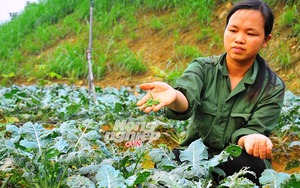 Hai người kỳ lạ dưới đỉnh Vua Bà: Bà chúa lợn rừng đất Việt