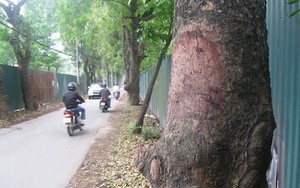 Công an vào cuộc, xà cừ Hà Nội vẫn bị đẽo vỏ bí ẩn