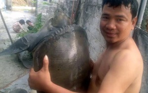 Bất ngờ: Ba ba khủng nhất Vịnh Bắc Bộ cùng họ với cụ rùa Hồ Gươm