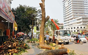 Công bố hàng loạt vi phạm trong vụ chặt cây xanh Hà Nội