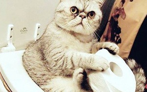 Giải mã những hành vi chẳng ai hiểu được của lũ mèo nhà bạn