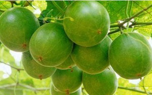 9 bài thuốc chữa bệnh khàn tiếng