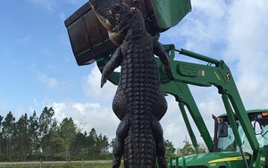 Bắt được cá sấu khổng lồ nặng 360kg từng nuốt chửng nguyên con bò