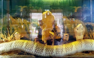 Con hổ mang chúa “vô địch” ở trại rắn lớn nhất Việt Nam