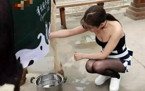 Thiếu nữ gợi cảm vắt sữa bò trên phố thu hút người qua đường