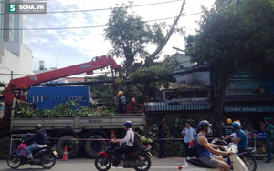 Đang ngủ nghe tiếng hô hoán cây đổ, người dân hốt hoảng tháo chạy ra ngoài