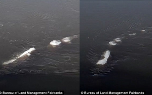Sửng sốt quái vật Loch Ness xuất hiện ở Mỹ?