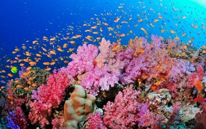 San hô là loài động vật sống thọ nhất Trái đất
