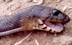 Con rắn khôn ngoan há mồm lè lưỡi giả chết để tránh bị giết