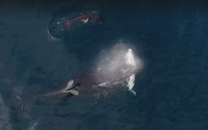Clip: 3 cá voi sát thủ bao vây tấn công cá mập