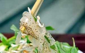 Ăn gỏi sứa biển tươi coi chừng nguy hại tính mạng