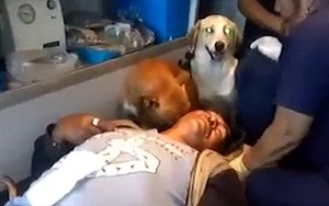 Hai chú chó trung thành nhất quyết nhảy lên xe cứu thương để chăm sóc cho chủ