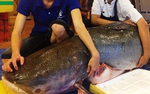 "Thủy quái" nặng 200kg vừa xuất hiện tại Sài Gòn