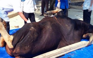 ​Thêm con bò tót nặng 800kg chết tại Đồng Nai