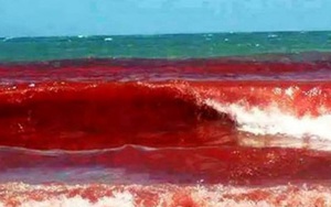 Thủy triều đỏ lan từ Mỹ đến Chile: Chính phủ cấm ăn cá