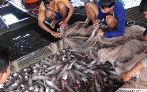 Cận tết, dân miền Tây tổn thất 25 tỉ đồng vì cá chết
