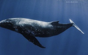 Câu chuyện đau lòng của chú cá voi cô đơn nhất thế giới
