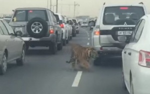 Rùng mình cảnh con hổ đi lang thang trên đường cao tốc