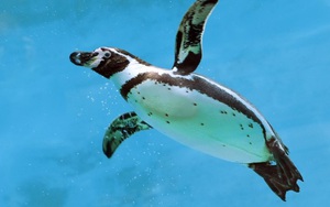 Đây là lý do vì sao dù sống ở Nam Cực siêu lạnh, lông chim cánh cụt không hề đóng băng