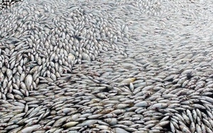 Hàng trăm tấn cá phơi bụng trên mặt sông: Sở đã tìm ra "thủ phạm"