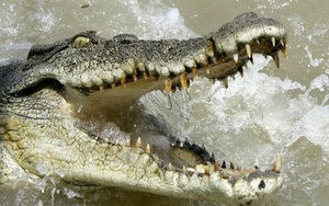 Hóng mát bên sông, bị cá sấu ngoi lên nuốt chửng cánh tay