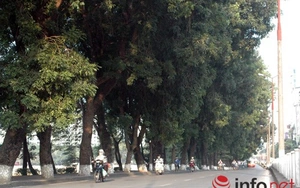 Sau Tết, hàng cây xà cừ bên hồ Thủ Lệ sẽ bị đánh chuyển, chặt hạ