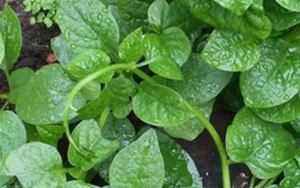 Chữa bệnh 'yếu' ở nam giới bằng rau mồng tơi