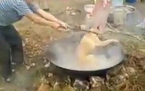 Kinh hoàng cảnh chú chó bị dìm sống trong nước sôi