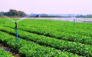 Cái lắc đầu đáng sợ của người trồng "rau an toàn" ở Hà Nội