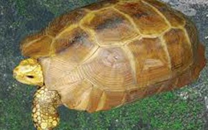 Bắt được rùa mai vàng óng có giá cả trăm triệu ở Hà Tĩnh