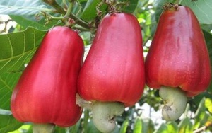 Thuốc diệt muỗi từ cây cỏ nhà nào cũng cần