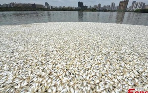 Trung Quốc: 20 tấn cá chết bí ẩn trong hồ Đỏ
