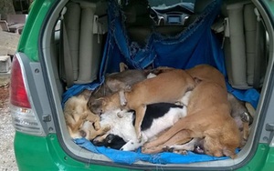 Truy tìm 2 “cẩu tặc” thuê taxi chở 16 con chó trộm