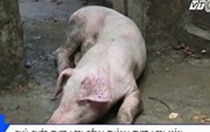 ‘Phù phép’ lợn ghẻ lở thành thịt lợn Mán