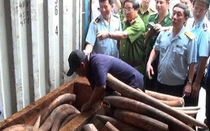 Những chiêu giấu ngà voi ‘bịt mắt’ máy soi