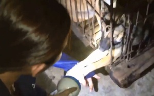 Xúc động clip chú chó trong lò mổ cố níu tay cô gái để cầu cứu