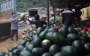 Dưa hấu xuất sang Trung Quốc giá 7.000 đồng/kg