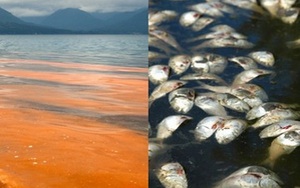 Thủy triều đỏ - "nghi phạm" thảm sát hàng loạt tôm cá thực chất là gì?