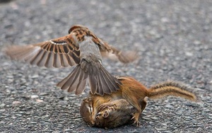 24h qua ảnh: Kịch tính xem chim sẻ ngăn cặp sóc chuột hỗn chiến
