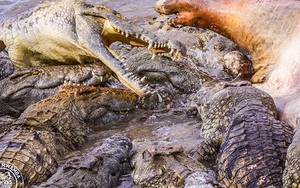 24h qua ảnh: Rùng mình cảnh cá sấu ăn thịt hà mã