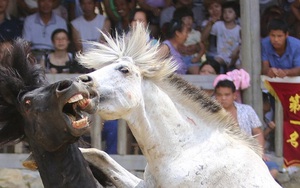 24h qua ảnh: Chọi ngựa - Thú chơi tàn khốc của người Trung Quốc