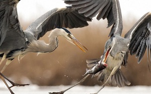 7 ngày qua ảnh: Ngoạn mục cảnh chim diệc kịch chiến tranh cướp cá