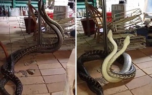 24h qua ảnh: Trăn khổng lồ quyết chiến trong bếp nhà dân