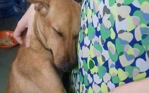 Được cứu khỏi lò mổ và đây là phản ứng của chú chó
