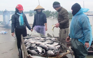 Rét đậm cá chết trắng lồng bè, nông dân mất Tết