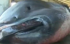 Bắt được cá mập miệng rộng khổng lồ cực hiếm ở Nhật Bản