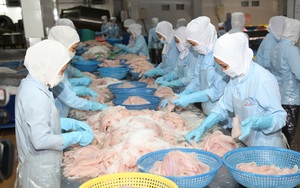 [Photo] Cận cảnh quy trình nuôi và chế biến cá ở doanh nghiệp được WorldBank đến “học tập”